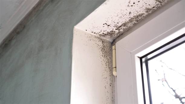 Best Airborne Mold Testing  in Hialeah, FL