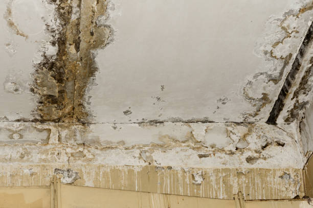Best HVAC Mold Inspection and Cleaning  in Hialeah, FL