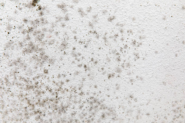 Professional Mold Removal in Hialeah, FL